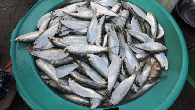 Cá trích nướng Nghệ An: Món ăn thơm ngon “nức tiếng xa gần”