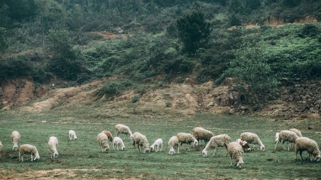 Trải nghiệm du lịch trại cừu Yên Thành 